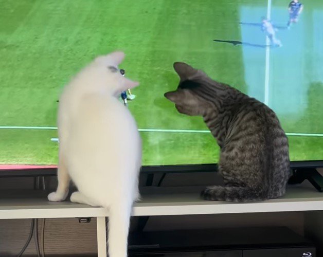 テレビ画面の中のボールを見つめる猫たち