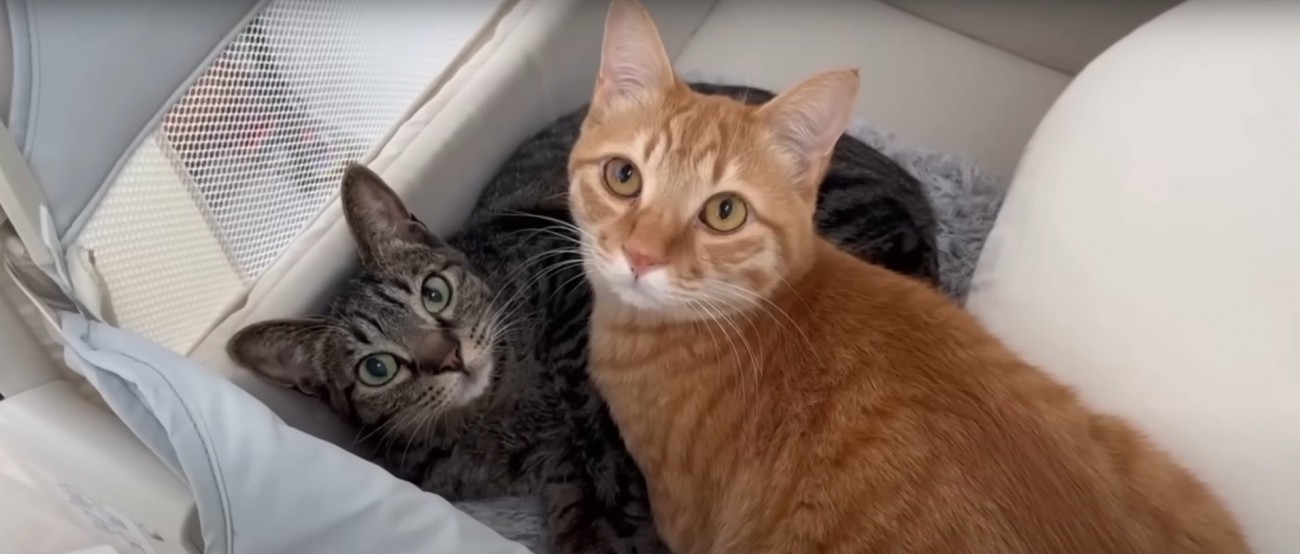 くつろぐ2匹の猫