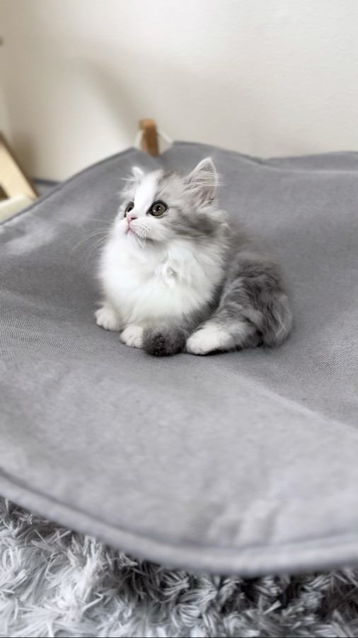 上の方を見つめる子猫