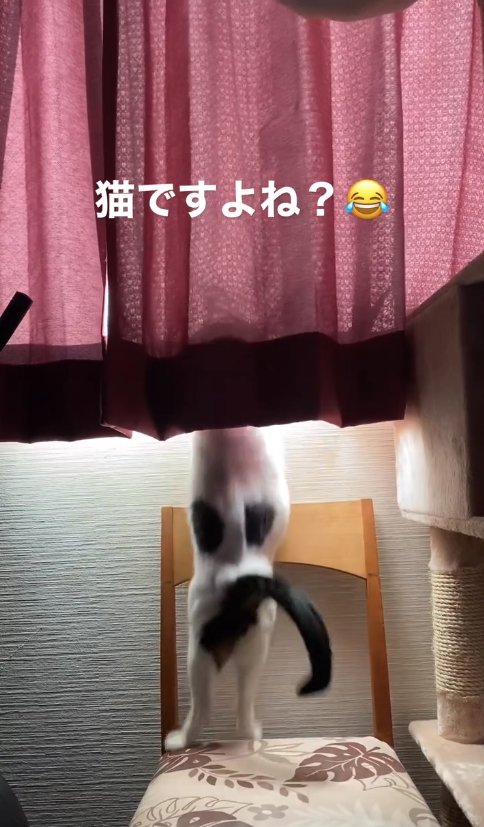 ジャンプして体がブレている猫の後ろ姿
