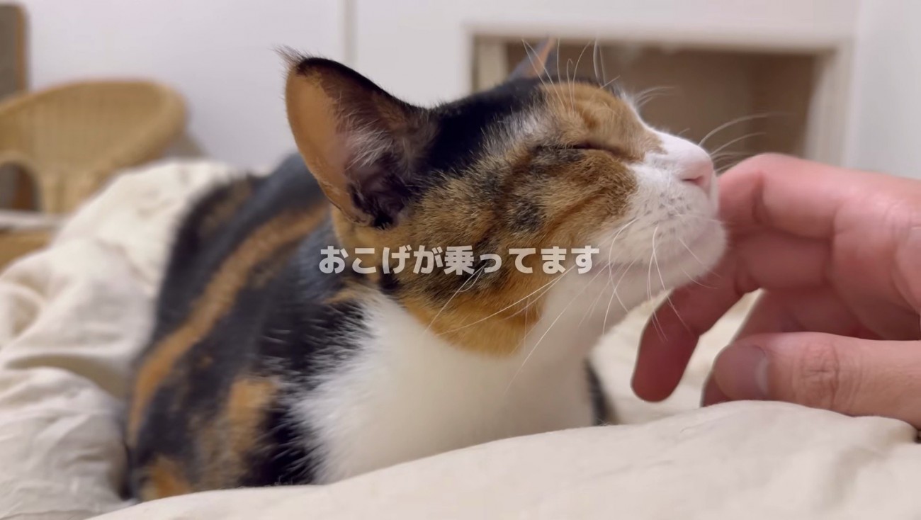 主さんのお腹でおちついているおこげちゃん