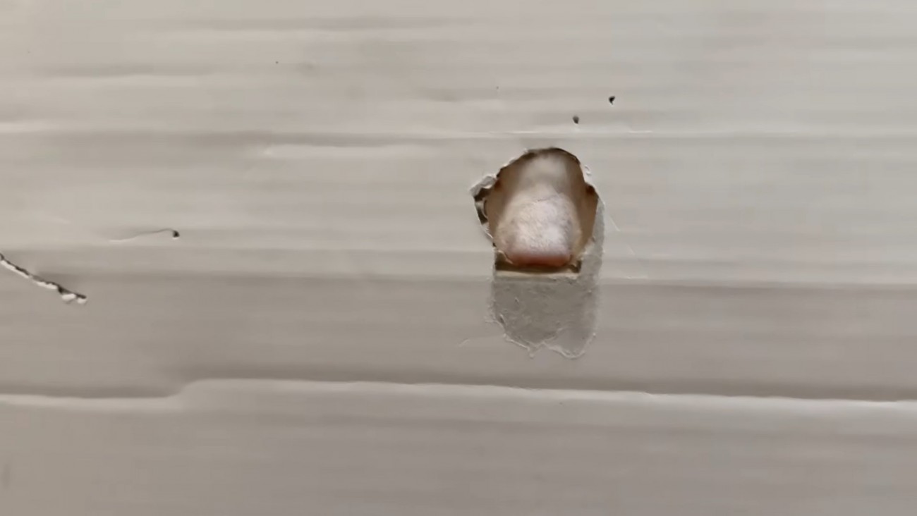 穴から見える猫の鼻