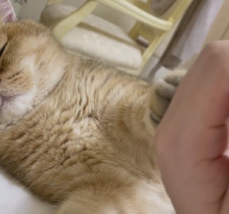 飼い主の手を拒む猫