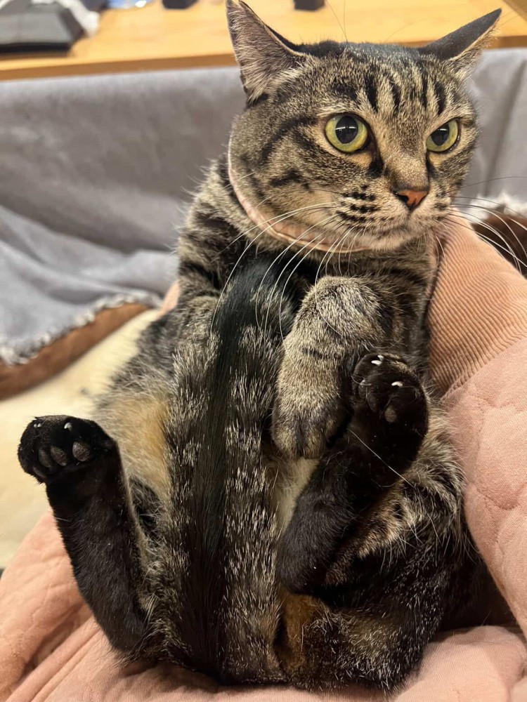 足を揃えて少し上げて座る猫