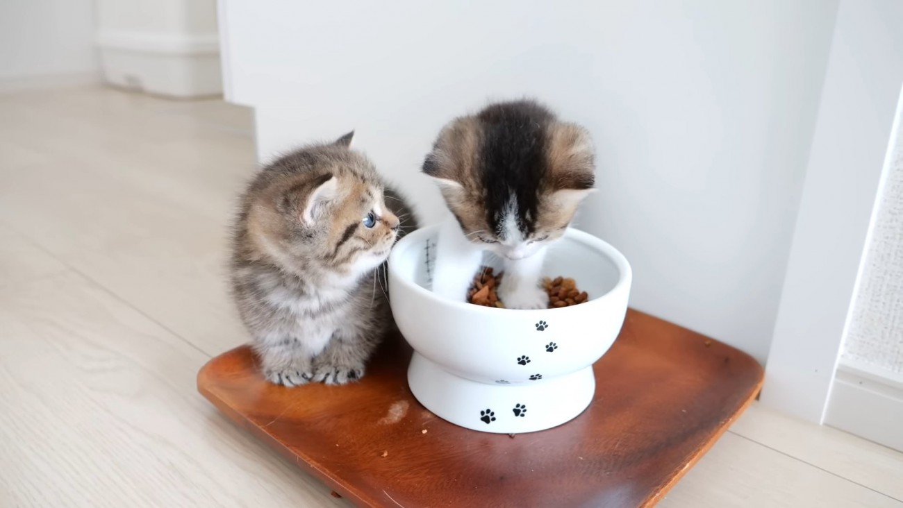 子猫を見る子猫