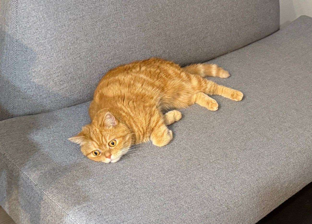 ソファにいる猫