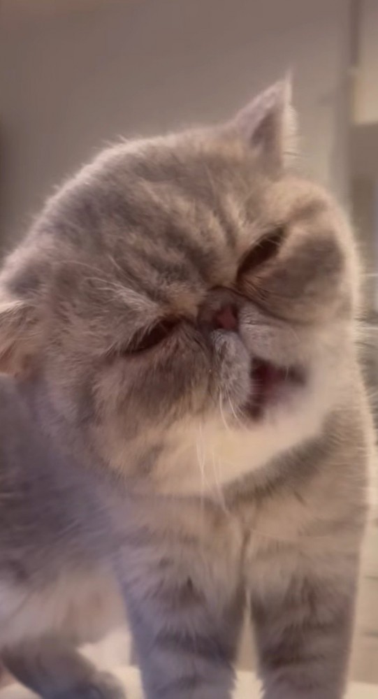 口を動かしておやつを食べる猫