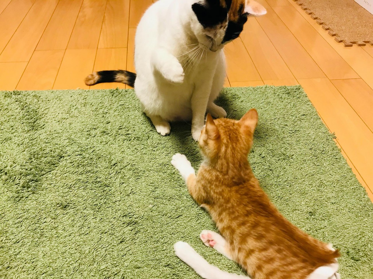 猫パンチしそうな猫