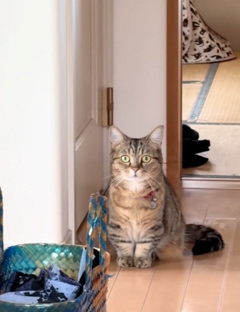固まる猫