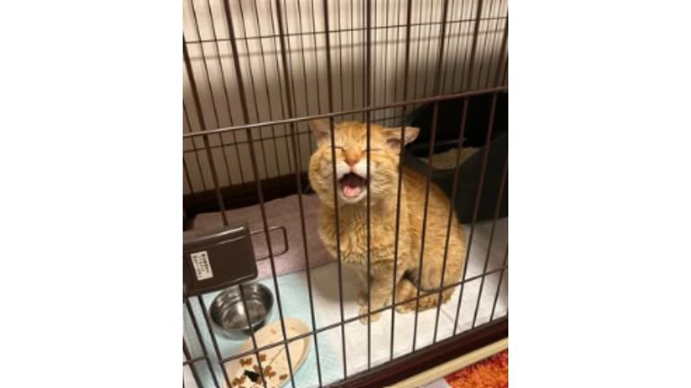 ケージの猫