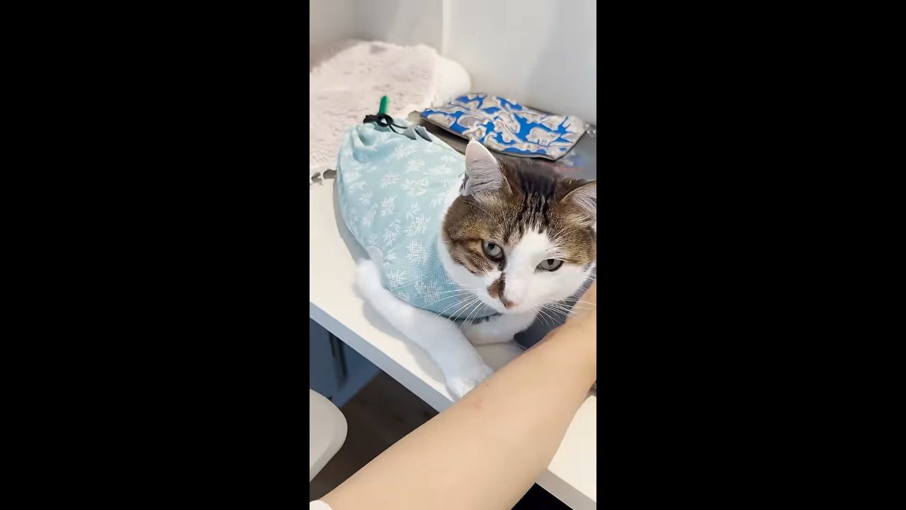 こちらを見上げて