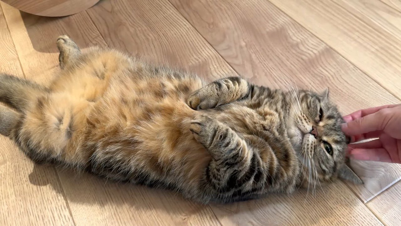 へそ天