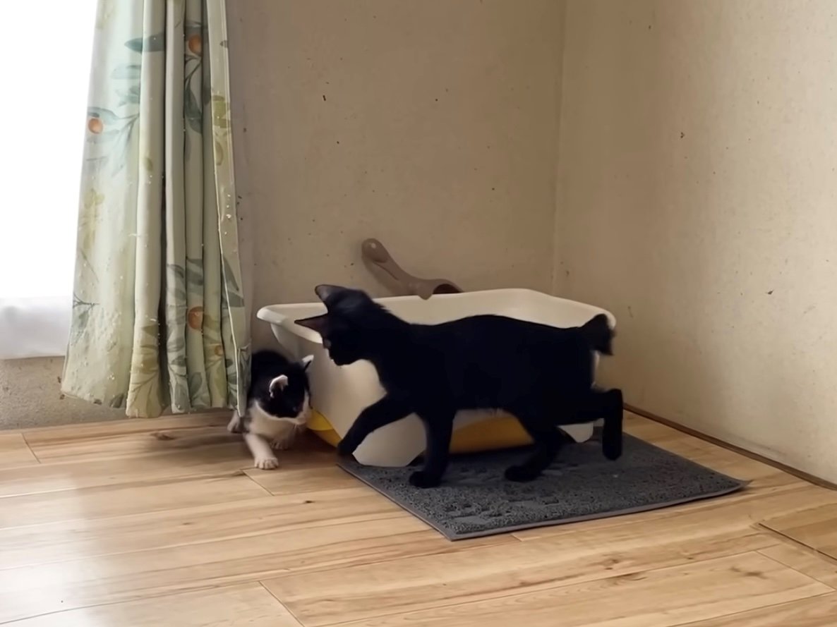 トイレ後ろにいた子猫を見に来た黒猫