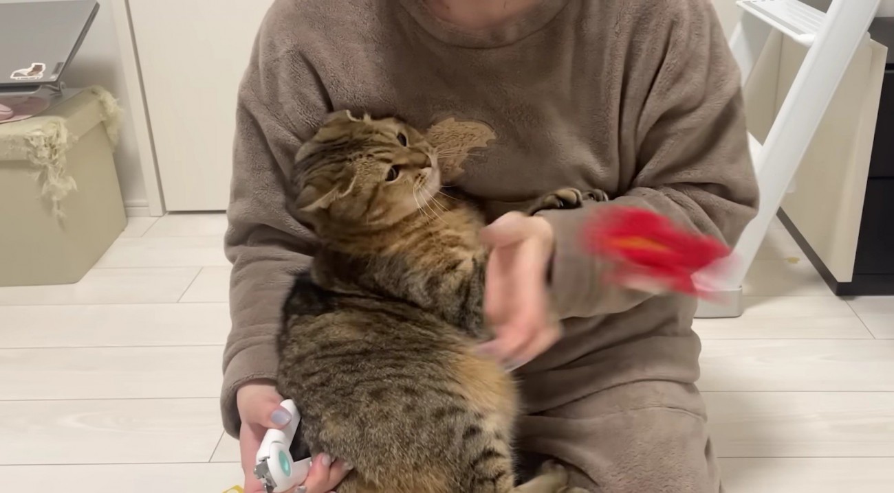 首輪を投げ飛ばす飼い主さん