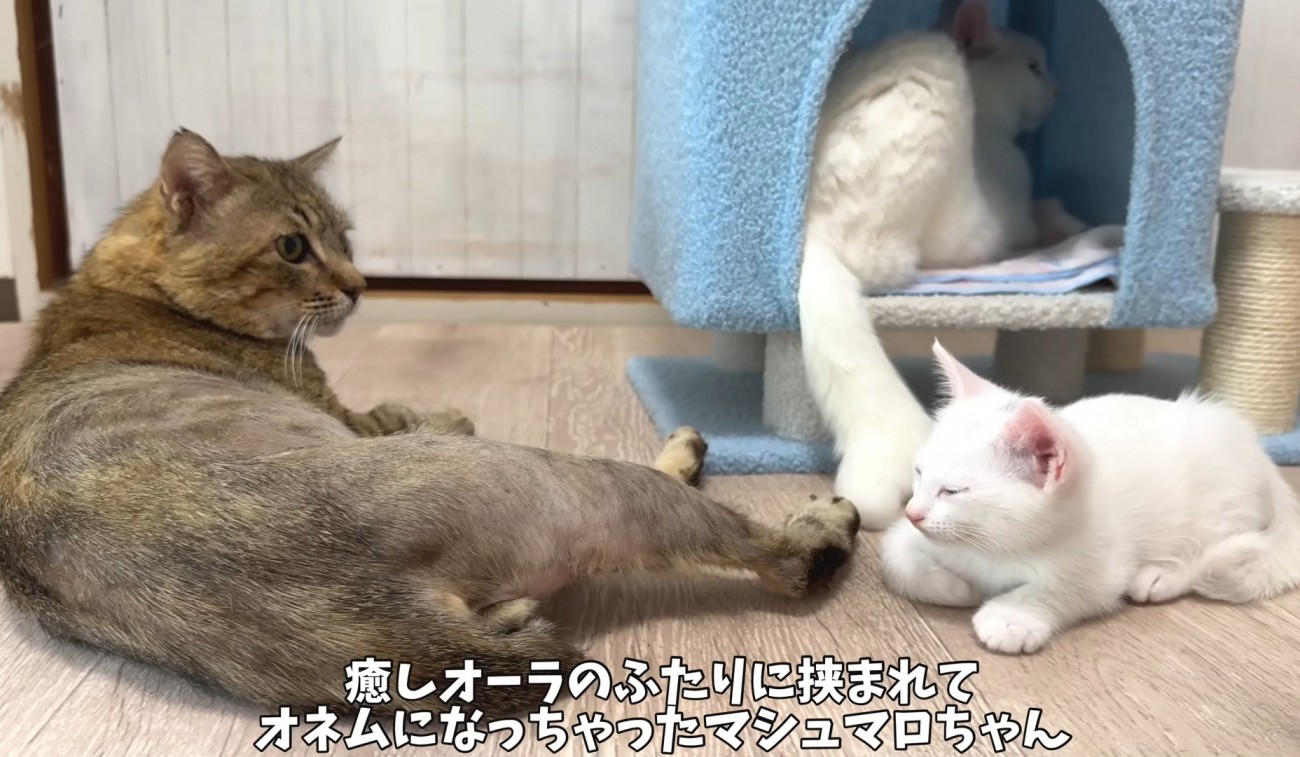 くつろぐ成猫2匹と子猫