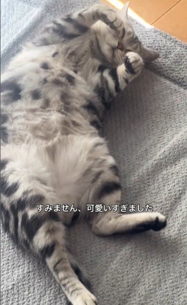 絨毯の上で寝ている猫