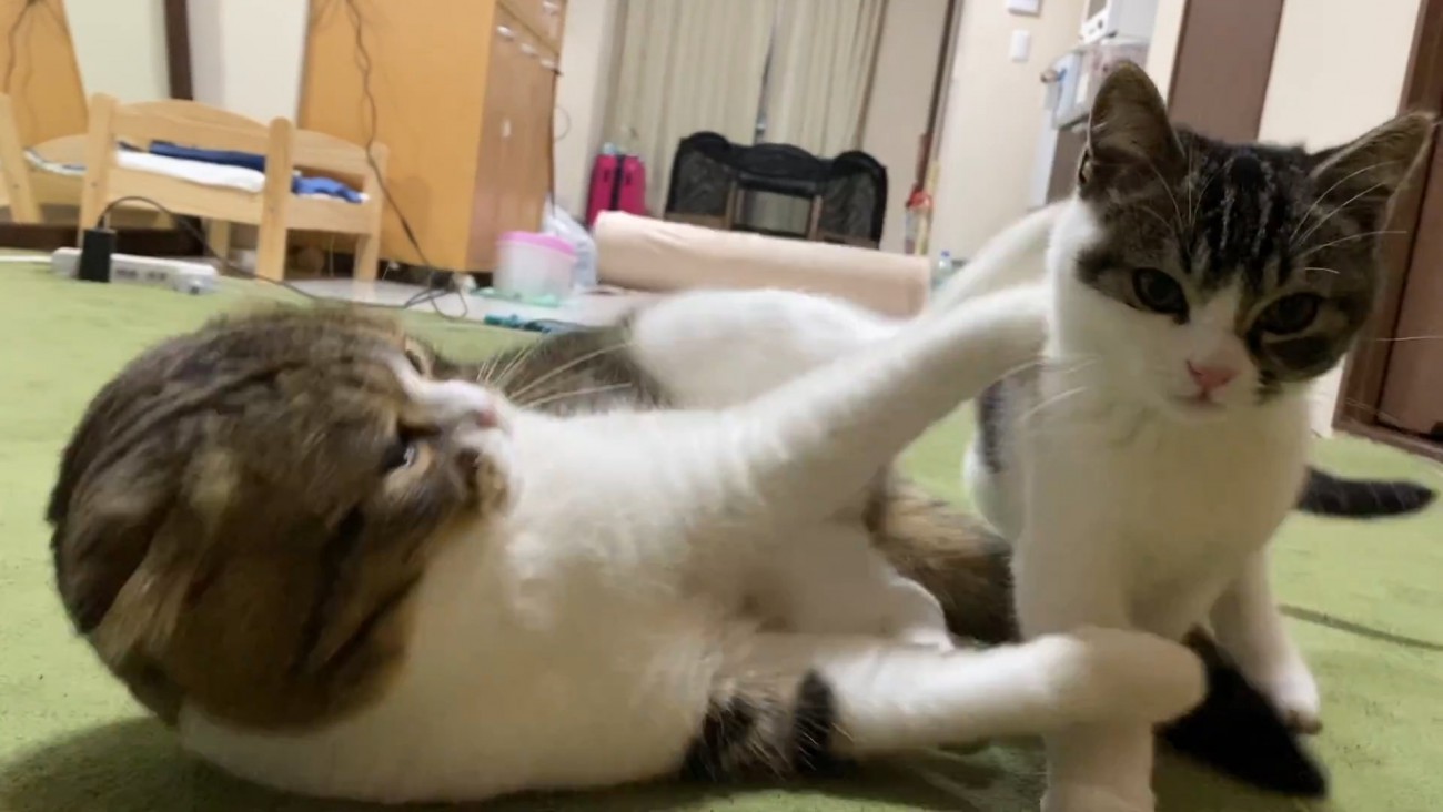 子猫の足を乗せる成猫