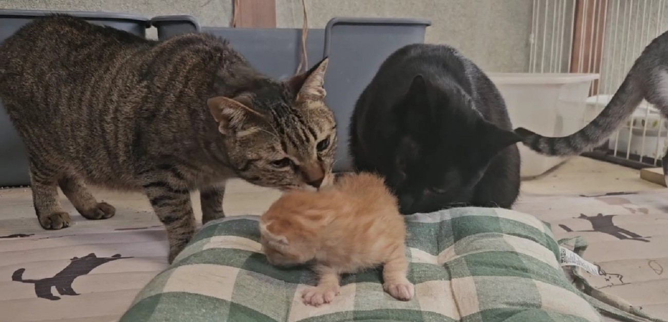 子猫の周りに集まる猫たち