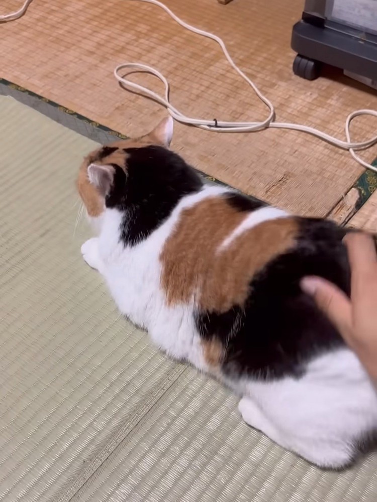 伏せの姿勢でなでられる猫