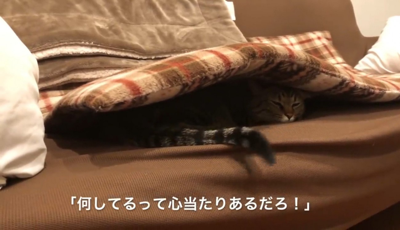ソファの座布団の下に潜り込んでいる猫