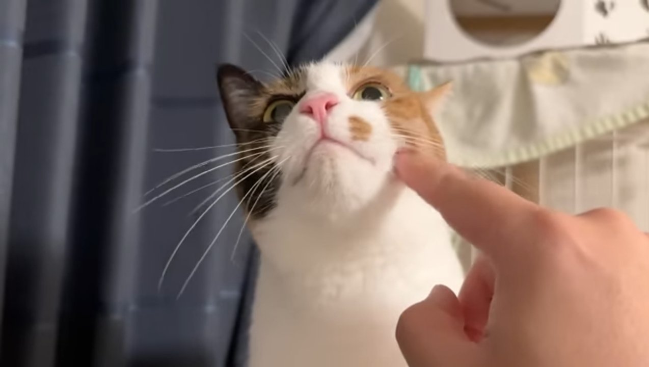 上を向くベルちゃん