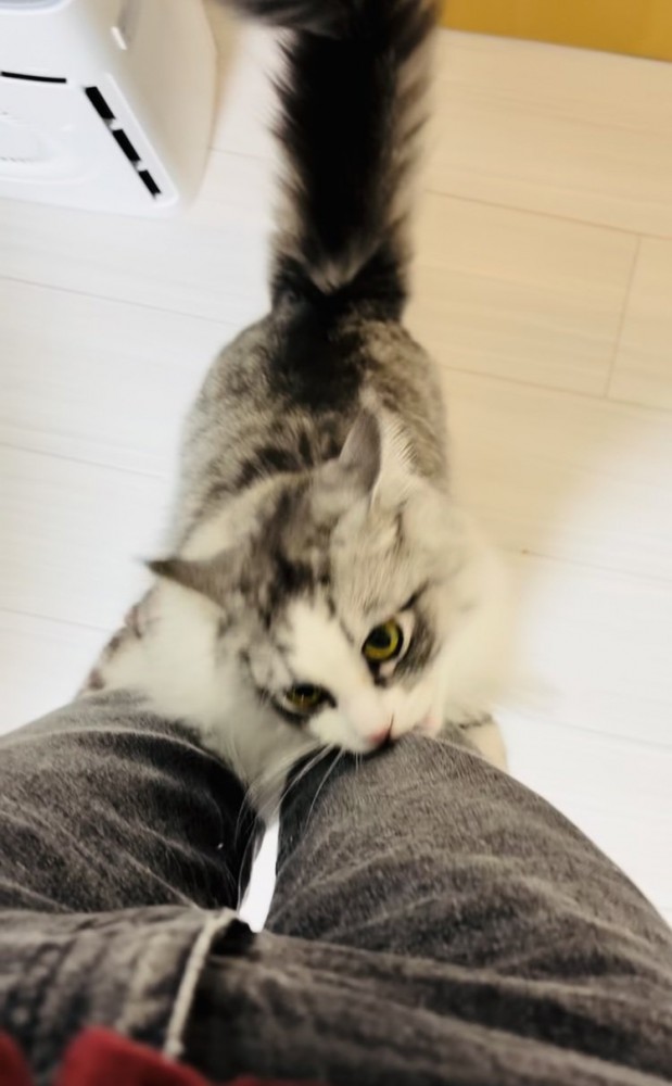 飼い主さんの足に飛び付いてジーンズを噛むサイベリアン