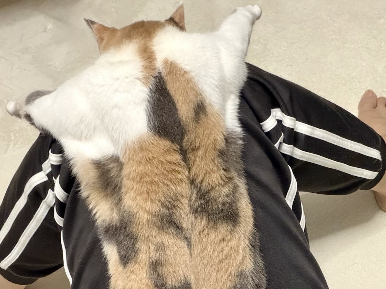 飼い主の膝から頭と腕が落ちている三毛猫の様子