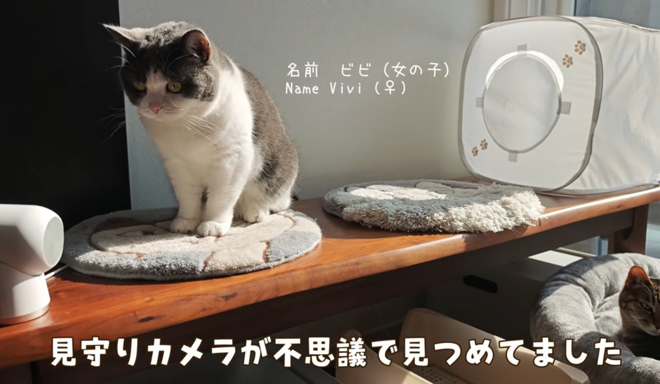 見守りカメラを見つめる猫