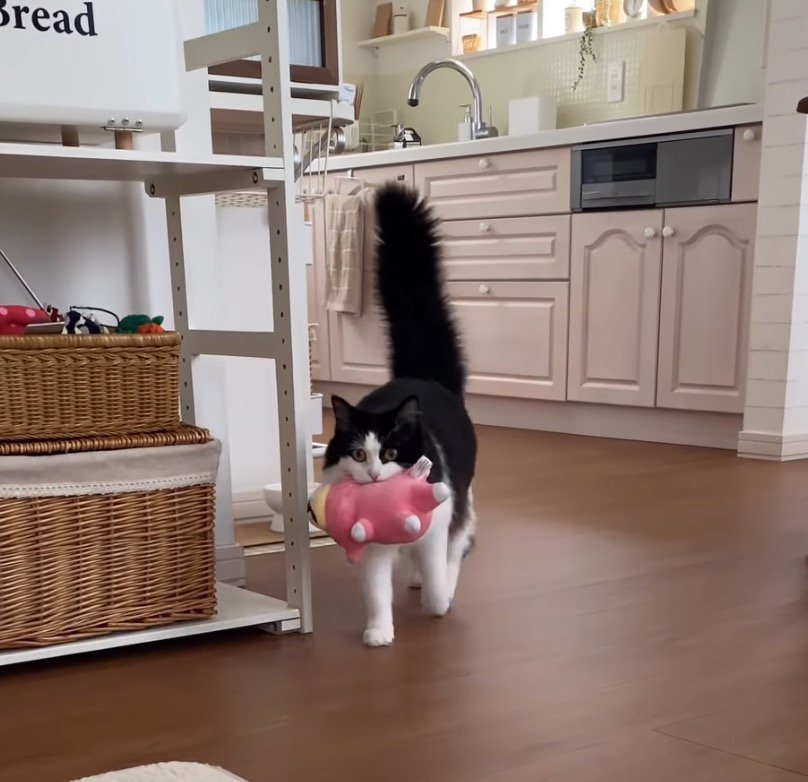 しっぽを上げながら歩いてくる猫