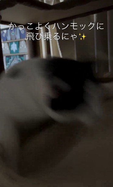 ハンモックに飛び乗っている猫