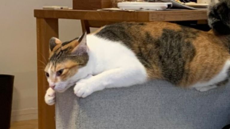 ソファーにいる猫