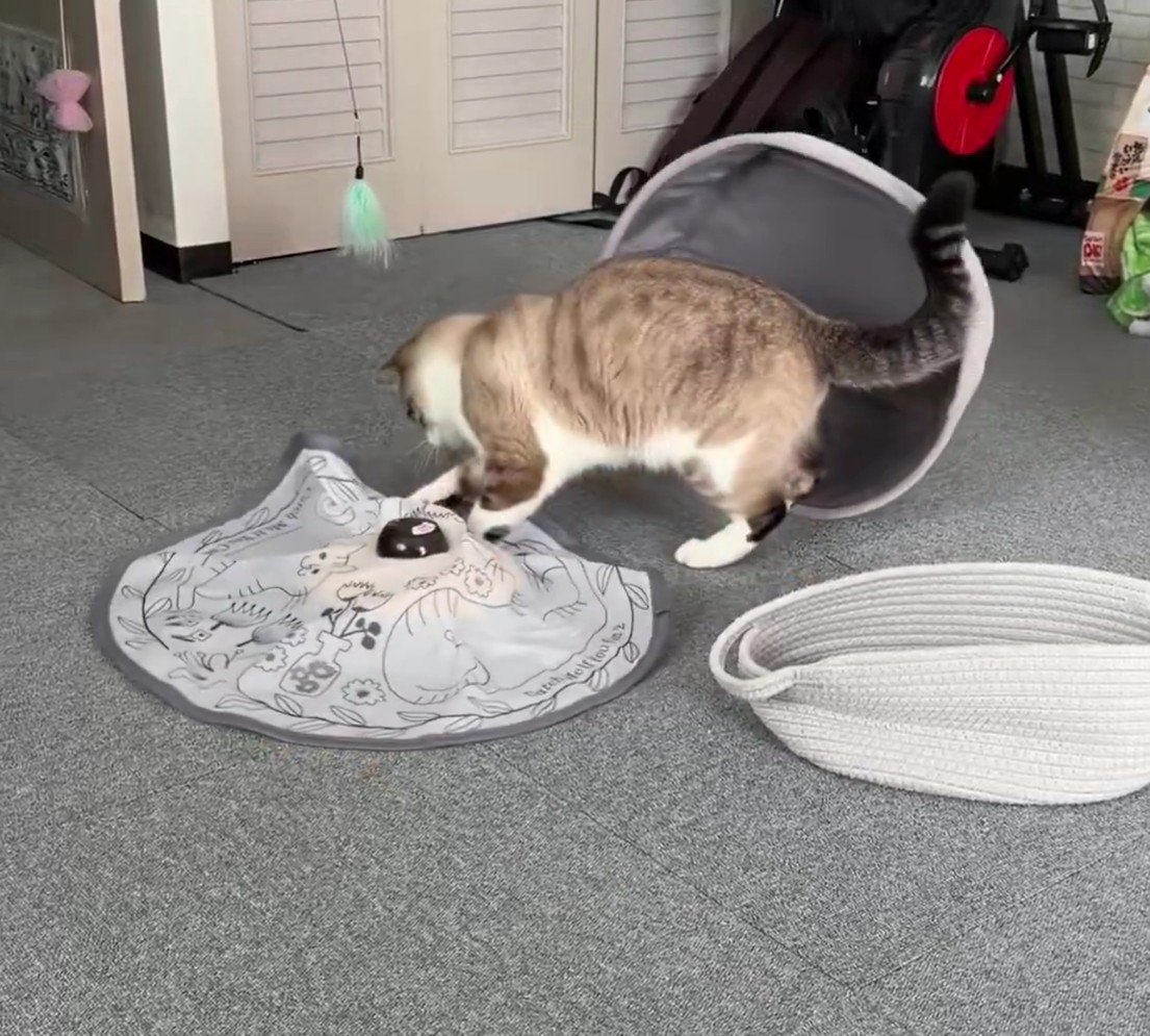 おもちゃで遊ぶ猫