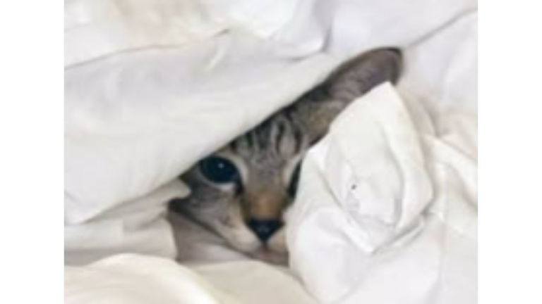 布団にくるまっている猫