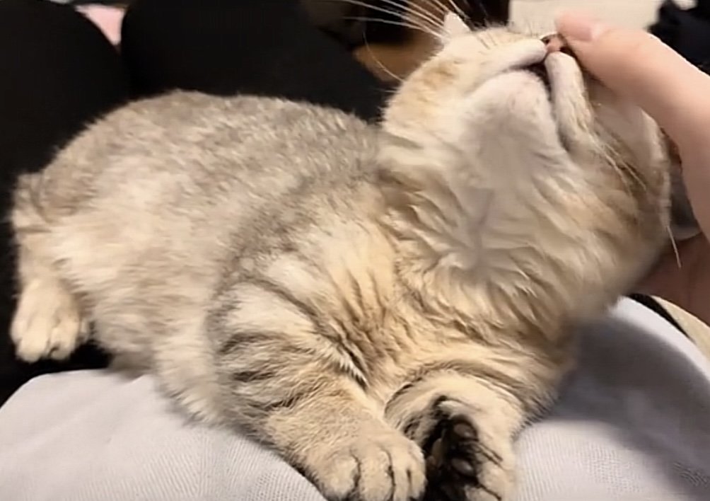 撫でられている猫の写真2