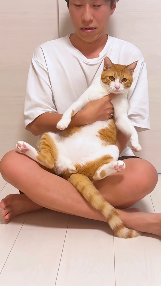 飼い主の膝に座らせられる猫