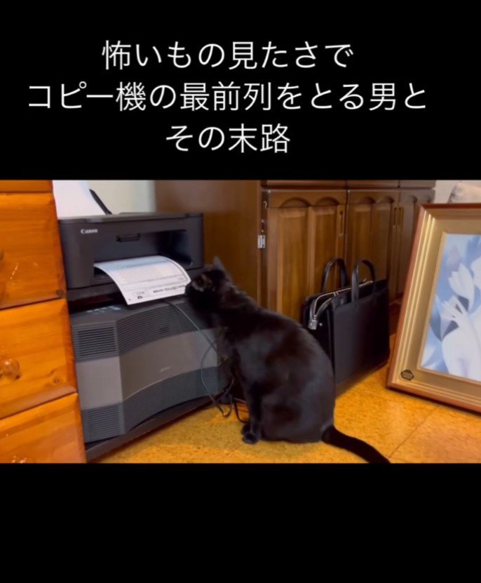 用紙を嗅ぐ猫