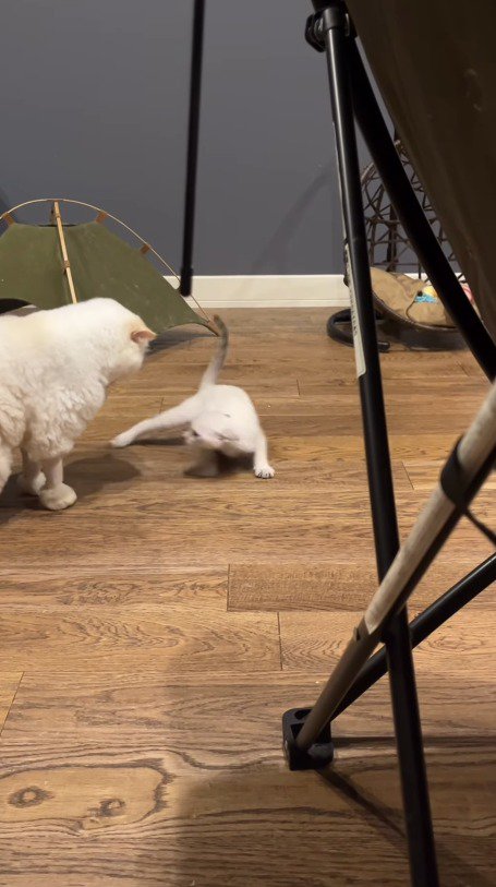 体を起こす子猫