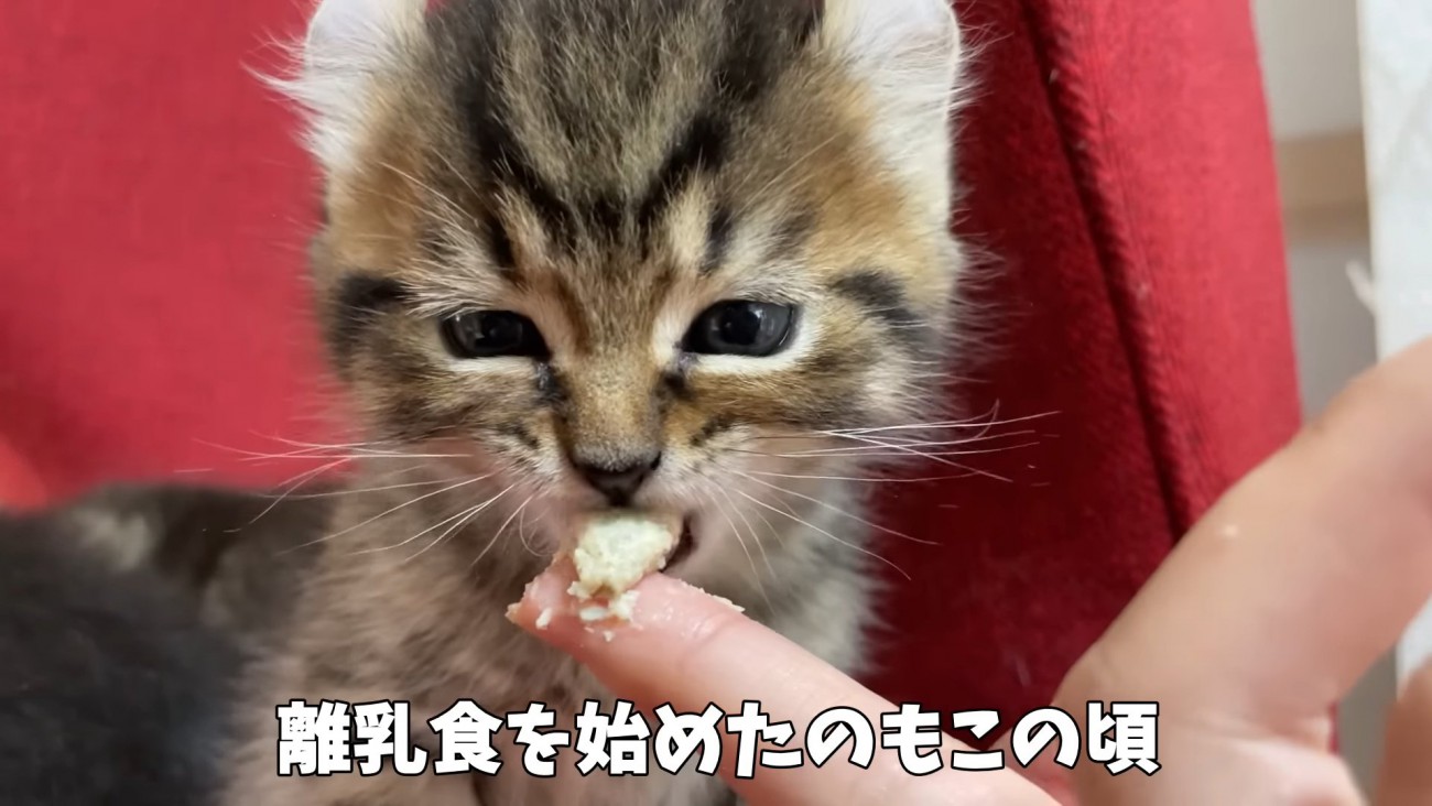 人の手から食べさせてもらう子猫