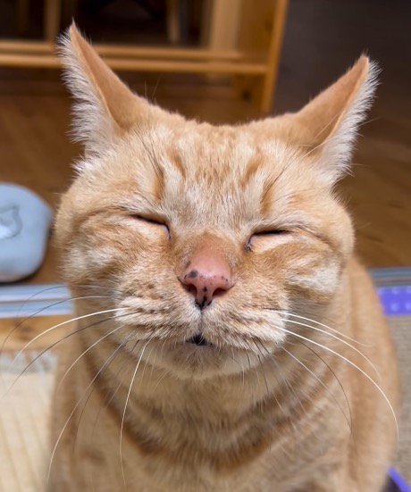 目を閉じた猫の顔