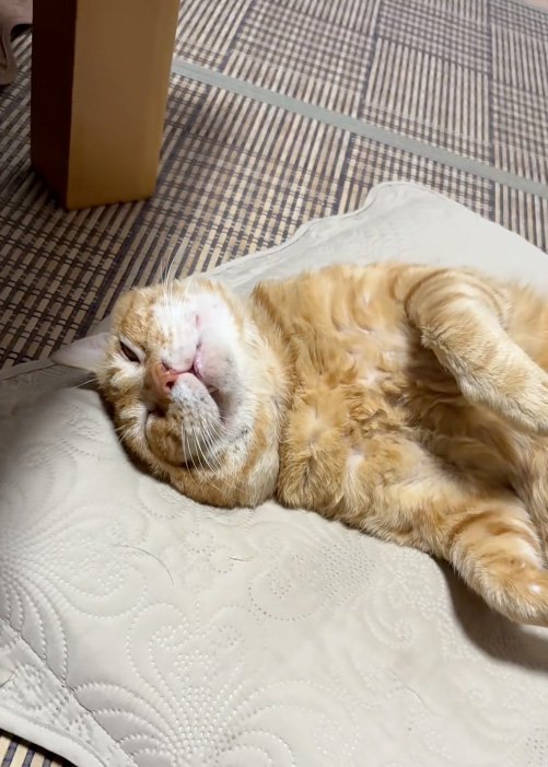 目を開ける猫