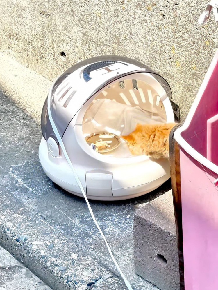 キャリーに入っていく子猫