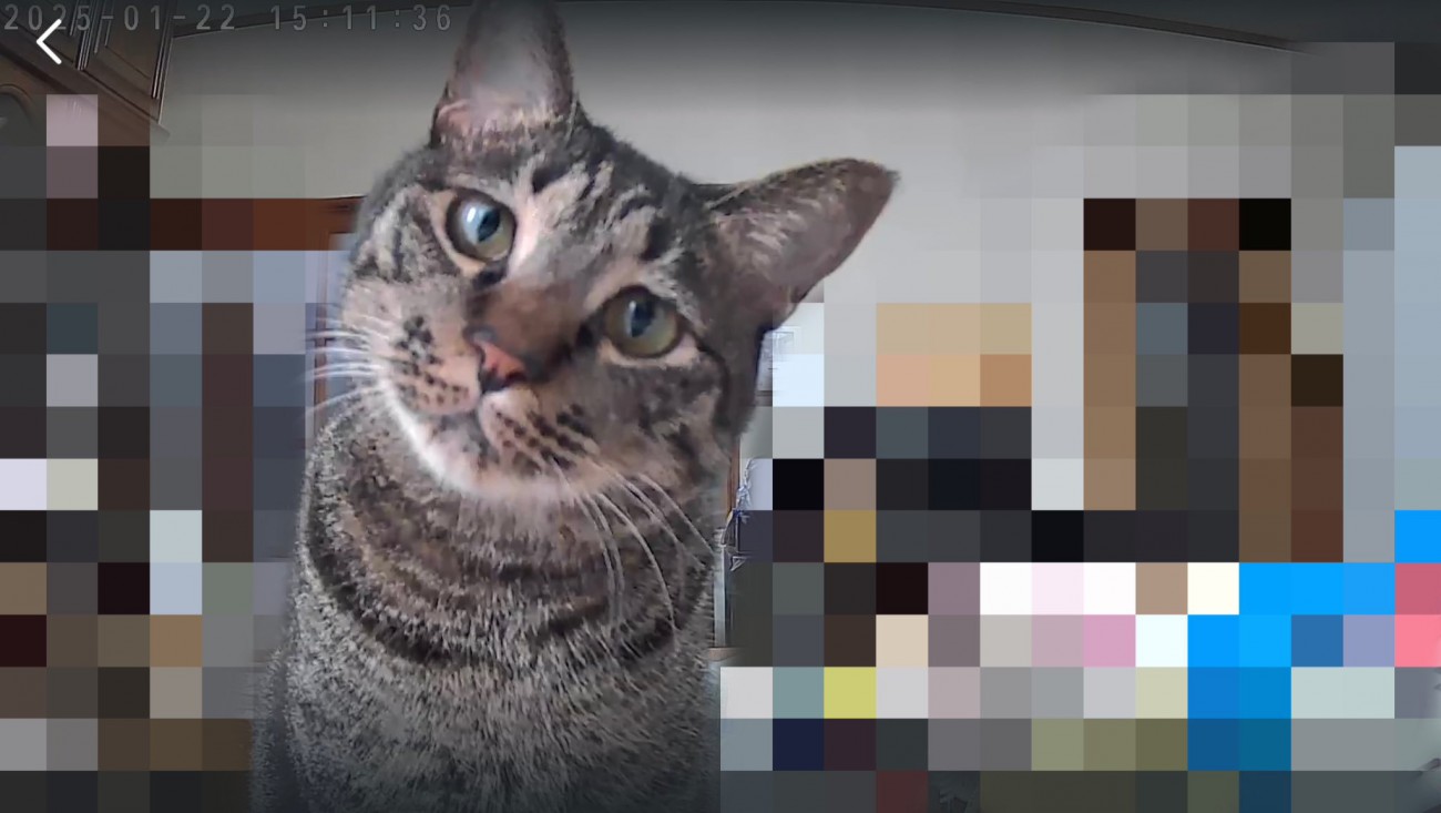 ペットカメラに映った猫