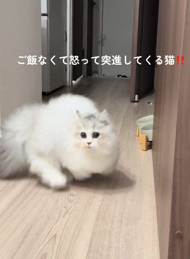 横走りする猫