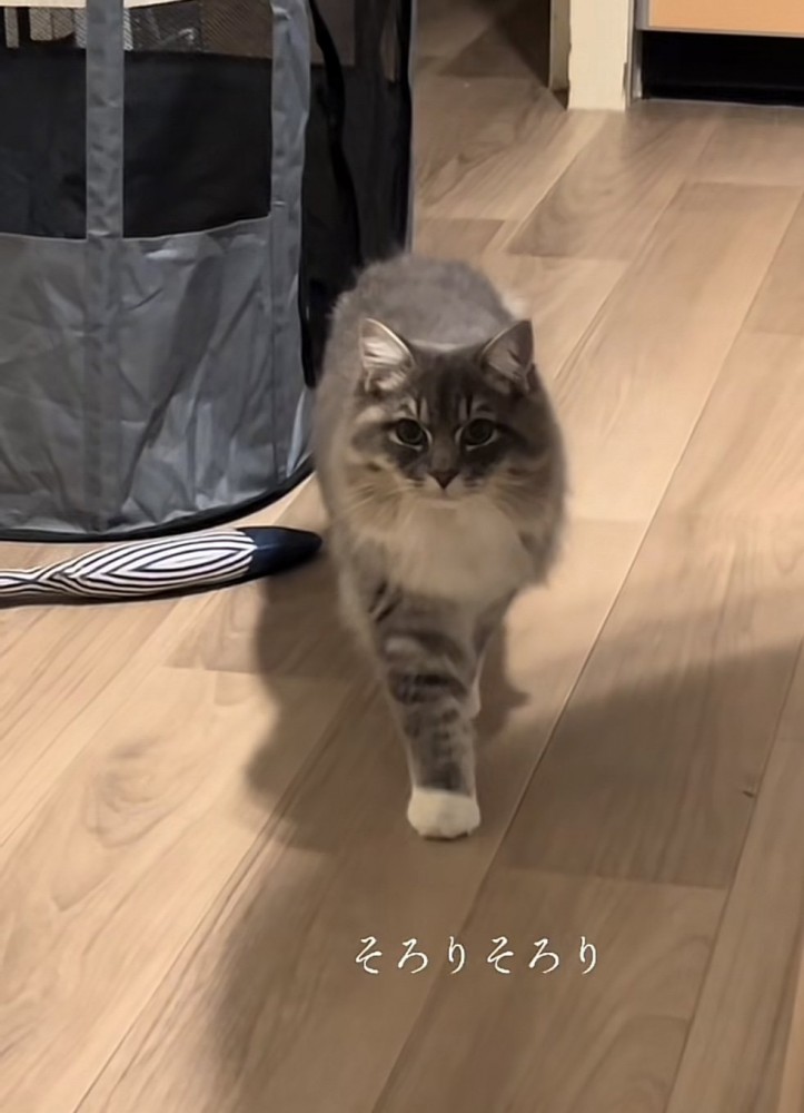 「そろりそろり」のテロップ写真