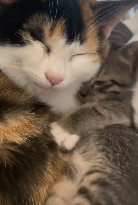 三毛猫とくっついて眠る子猫