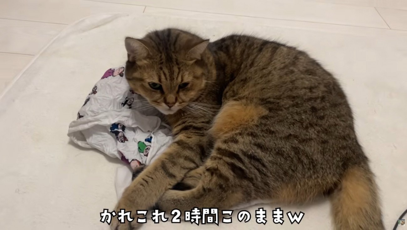 エコバッグの上で寝そべっている猫