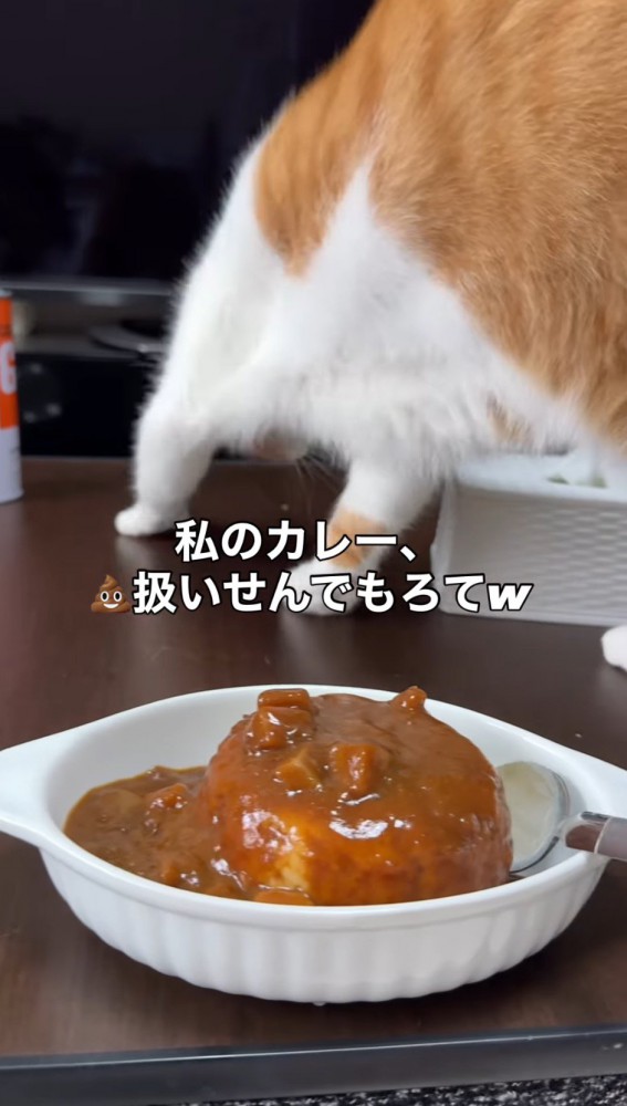 カレーに砂をかける仕草をする猫