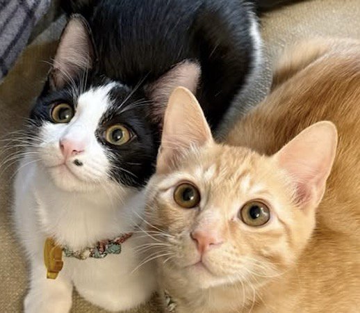 飼い主を見上げる2頭の猫の顔