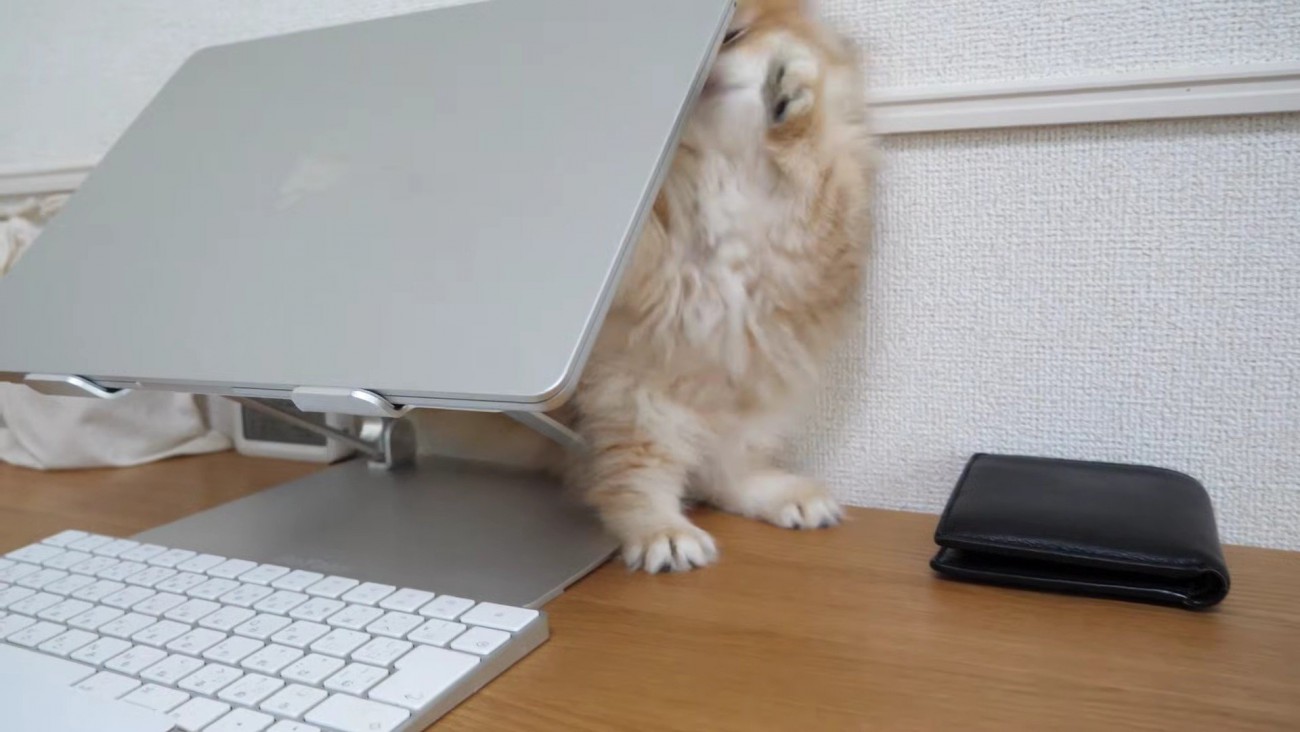 ノートPC と壁の間で遊ぶ猫