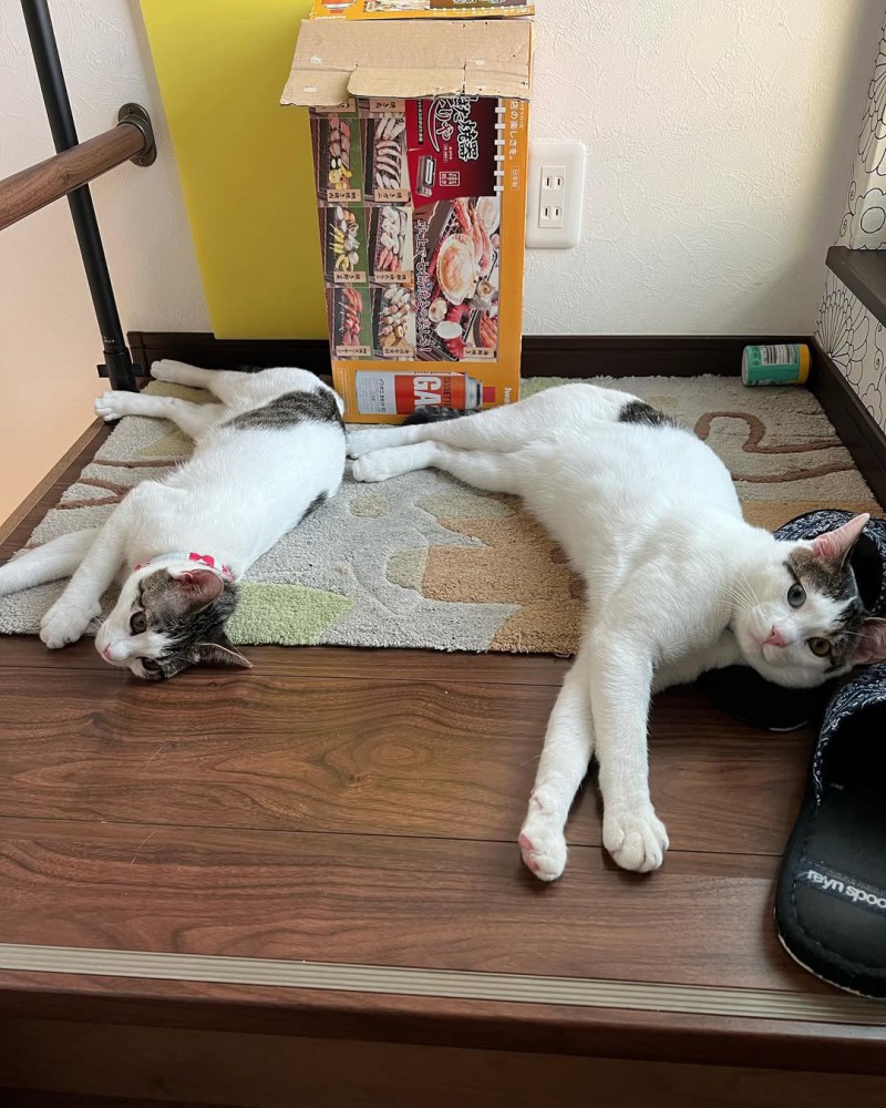 横になる2匹の猫